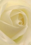 This evocative image draws you deep into the soft heart of a cream-white rose, as if surrounded by its silken petals in a bloom picked fresh from Barkingside's own gardens. The petals unfurl in a graceful spiral, suggesting new beginnings and reflective peace-like the serenity found on a quiet morning near Gants Hill. Each edge catches the light, with gentle, luminous shadows adding depth and life to the scene. The atmosphere is calm and inviting, ideal for conveying sympathy, admiration, or commemorating a special occasion with warmth. One can almost catch the faint, sweet aroma-unmistakable and comforting, bringing a touch of Barkingside's essence into any home. As a dedicated local florist, I see in this rose not just a flower, but a symbol of heartfelt connection and the artistry that turns every delivery into a cherished moment across the Barkingside community.